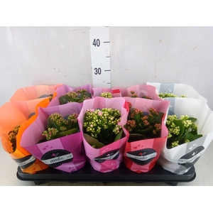 Kalanchoe blos.   ..rosebud rs fl 5