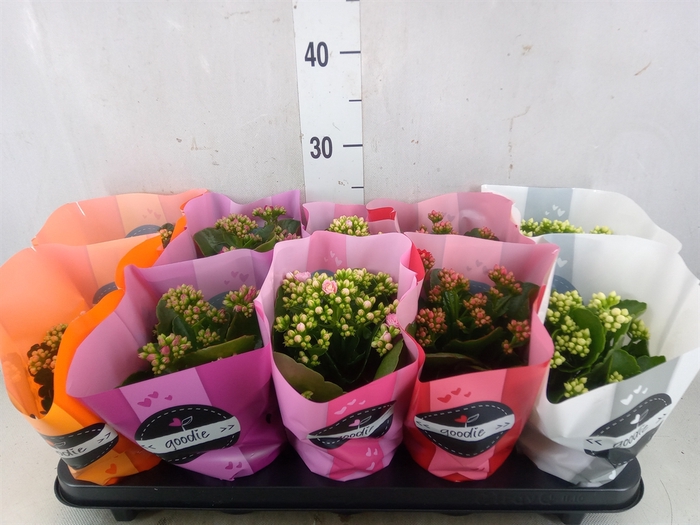 <h4>Kalanchoe blos.   ..rosebud rs fl 5</h4>
