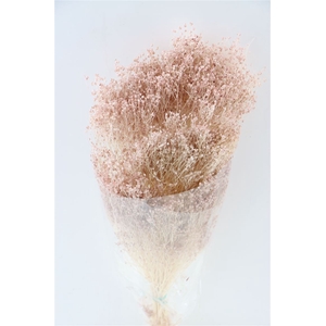 Dried Brooms Soft Pink Bunch
