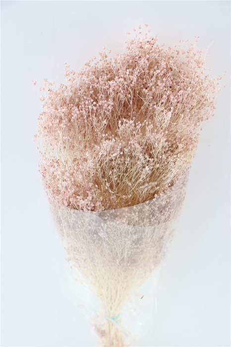 Dried Brooms Soft Pink Bunch