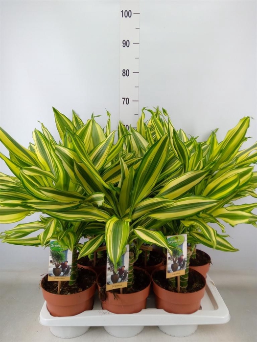 <h4>Dracaena frag. ...</h4>
