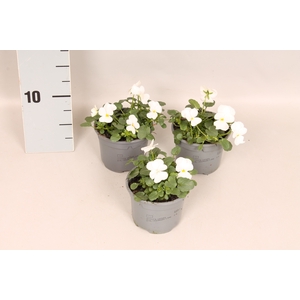 Viola cornuta F1 White