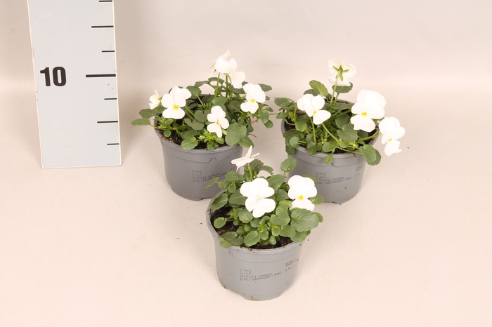 Viola cornuta F1 White
