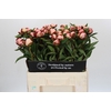 Paeonia Gardenia