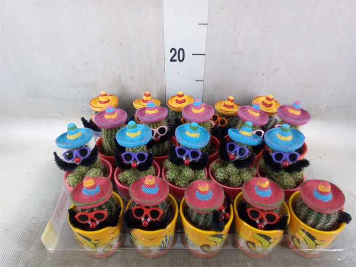 <h4>Cactus   ...decorated</h4>