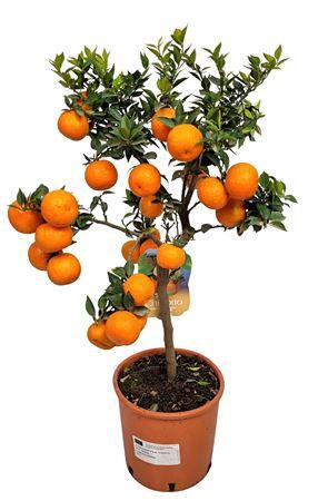<h4>Citrus Myrtifolia Chinotto Stem</h4>