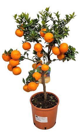 <h4>Citrus Myrtifolia Chinotto Stem</h4>