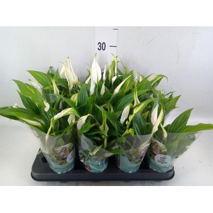 Spathiphyllum  'Pearl Cupido'