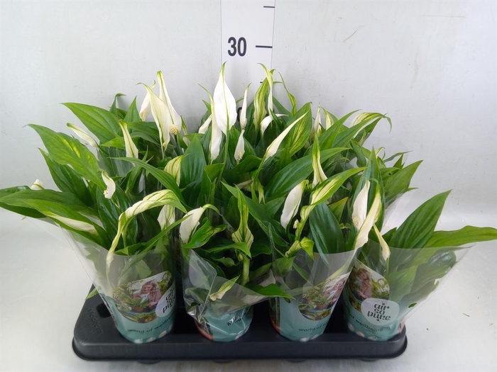 <h4>Spathiphyllum  'Pearl Cupido'</h4>