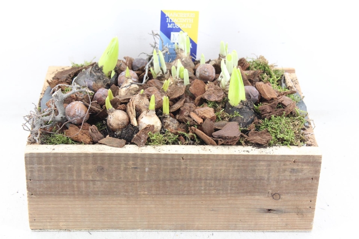 <h4>arr4 Bollenmix MB - Hout kist L 338/2</h4>