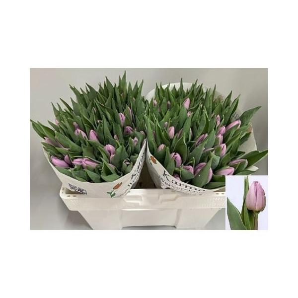 <h4>TU EN CANDY PRINCE</h4>