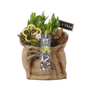 PTN5182 Arrangement Narcis in jute zak