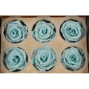 R Prs Blue Tiffany Delightful