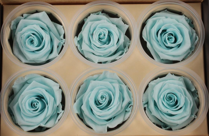 <h4>R Prs Blue Tiffany Delightful</h4>