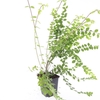 Symphoricarpos x chenaultii Hancoc