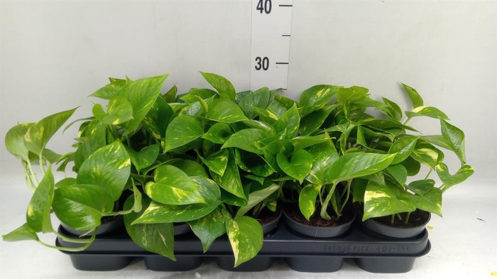 <h4>Epipremnum pinn. 'Aureum'</h4>