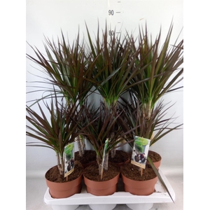 Dracaena marg. 'Magenta'