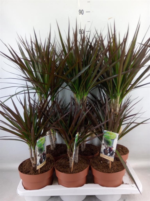 <h4>Dracaena marg. 'Magenta'</h4>