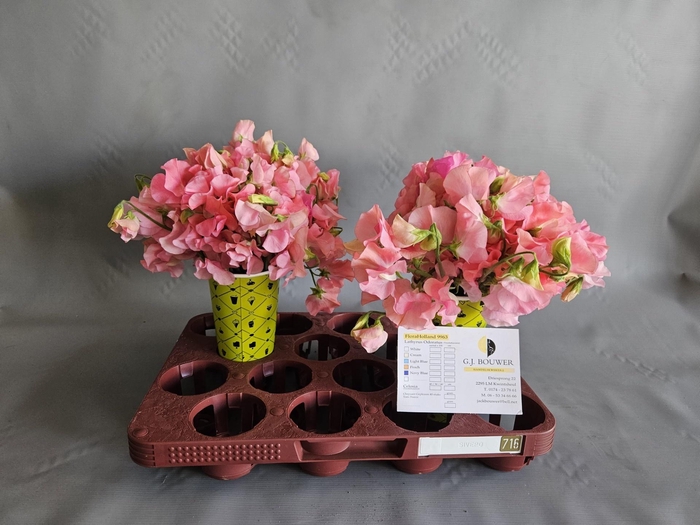 <h4>LATHYR MIST PINK</h4>