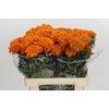 Tagetes Marigold Promise Orange