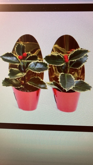 <h4>Ilex aqu. Argentea Marginata</h4>