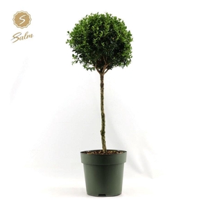 Buxus semp. Mono-Ball on Stem XXL