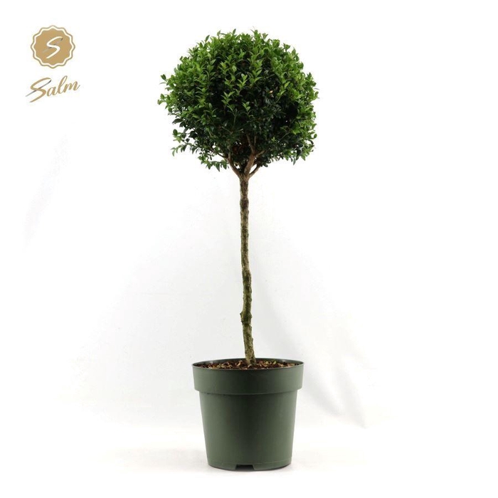 <h4>Buxus semp. Mono-Ball on Stem XXL</h4>