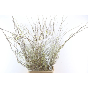 Corylopsis S Cynthia 140cm P St