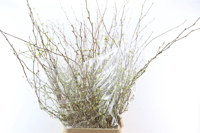 <h4>Corylopsis S Cynthia 140cm P St</h4>