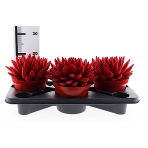 Echeveria  'Miranda'