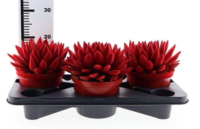 <h4>Echeveria  'Miranda'</h4>