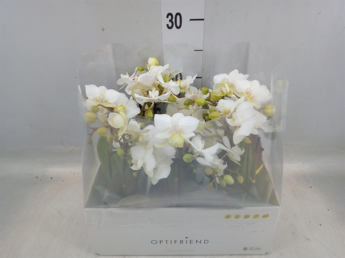 <h4>Phalaenopsis multi.   ...white</h4>