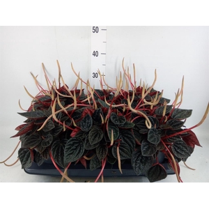 Peperomia caperata   ...