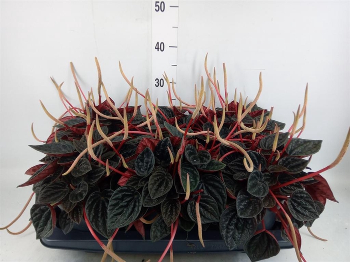 <h4>Peperomia caperata   ...</h4>