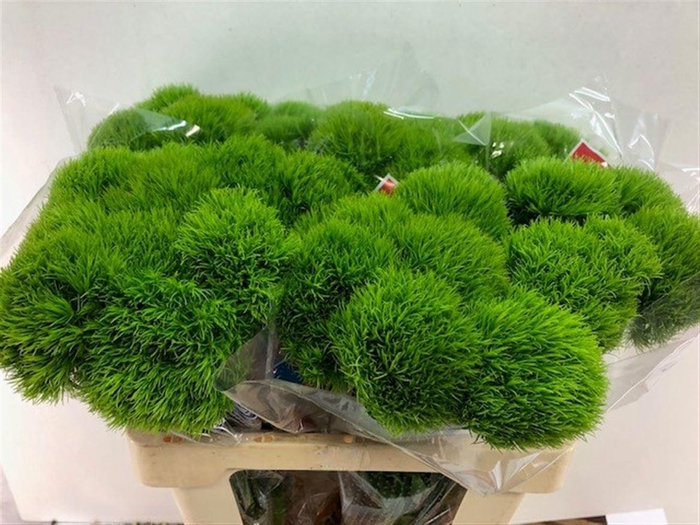 <h4>DI BARB KIWI MELLOW</h4>