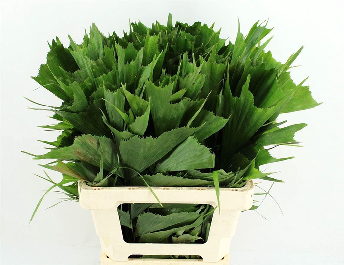 <h4>Caryota Mitis 52cm</h4>