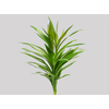 FOLH DRACENA POA FOLHA FINA