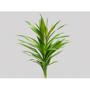 FOLH DRACENA POA FOLHA FINA