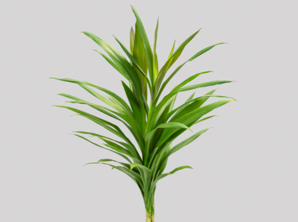 FOLH DRACENA POA FOLHA FINA