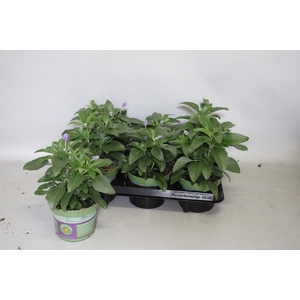 Salvia farinacea Deep ocean