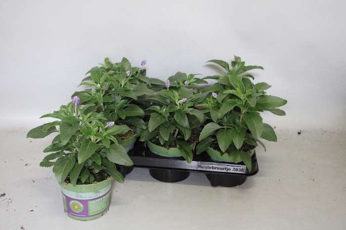 <h4>Salvia farinacea Deep ocean</h4>