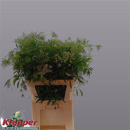 <h4>Ammi Majus Graceland</h4>