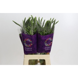 Lysimachia Elisabeth