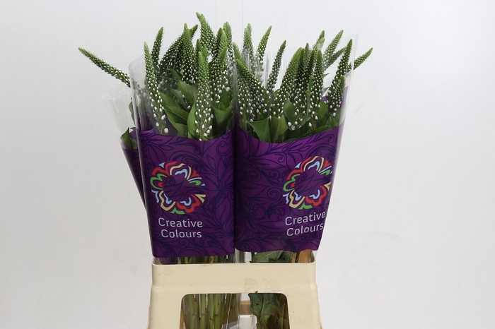 <h4>Lysimachia Elisabeth</h4>