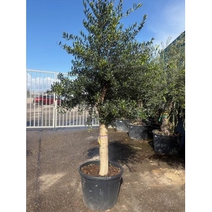 Olea europaea (Olijf) stam 35/55cm hoog vertakt