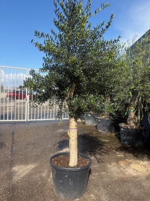 <h4>Olea europaea (Olijf) stam 35/55cm hoog vertakt</h4>