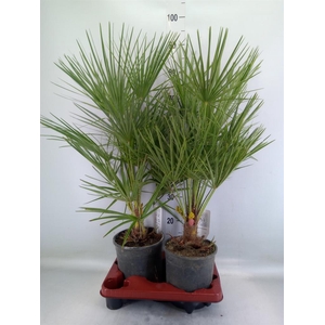 Chamaerops humilis
