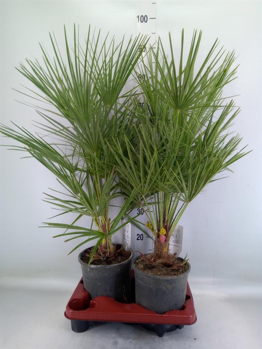 <h4>Chamaerops humilis</h4>
