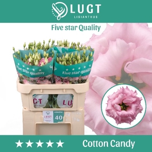 Lisianthus Cotton Candy