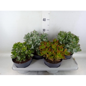 Crassula   ...mix